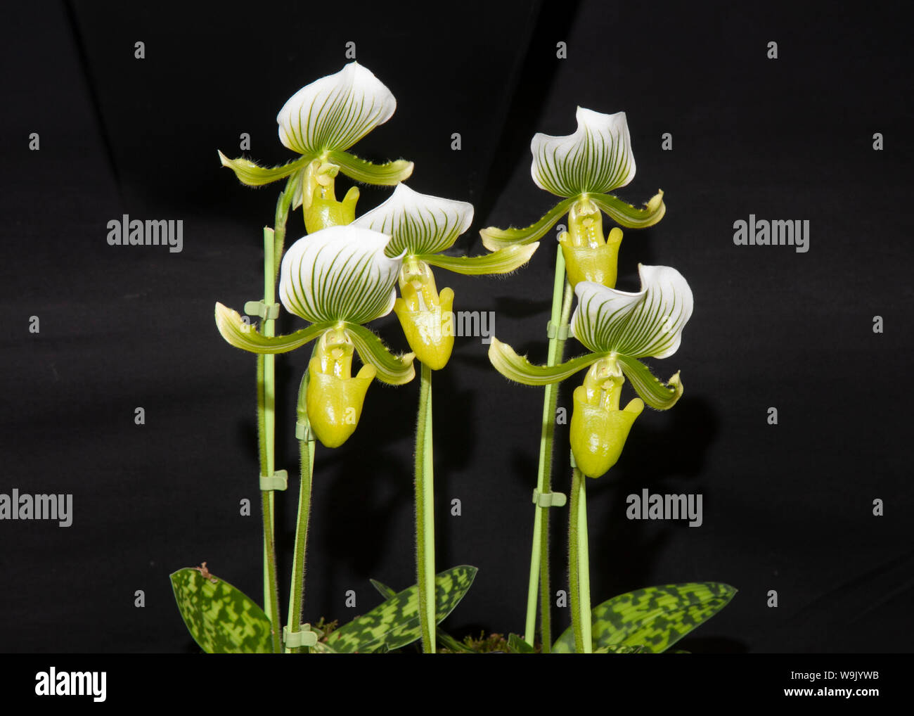 Orchids phalaenopsis;Paphiopedilum 'Maudiae Femma' Common name(s): Lady Slipper, Slipper Orchid Synonyme on display at Southport Flower Show, 2019. Stock Photo