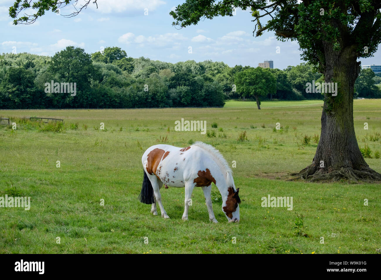 A brown and white skewbald horse grazes in the green fields at Edwarebury Farm, Edgware, Greater London. Stock Photo