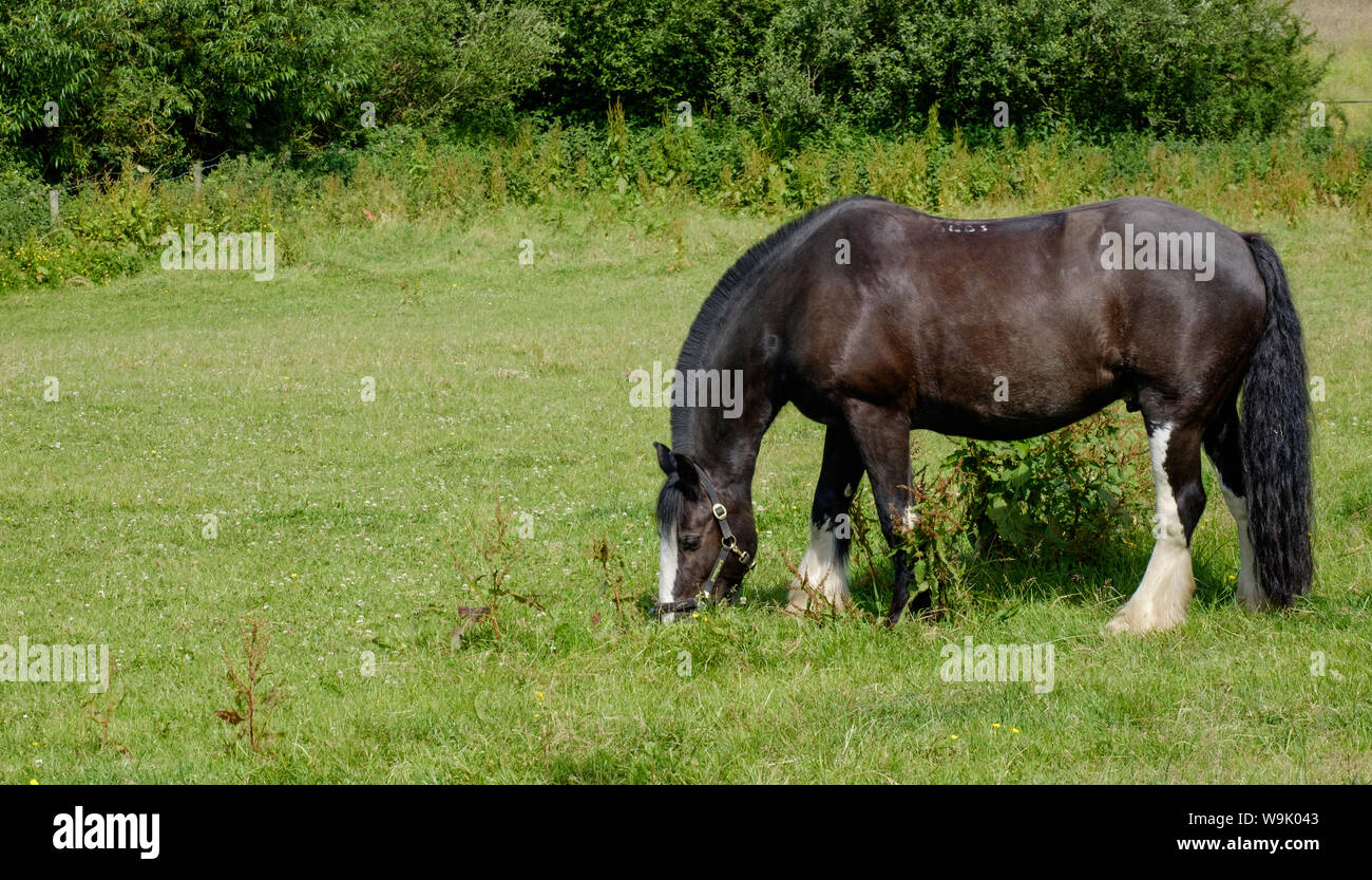 Bay horse with white markings grazes in the grassy field at Bury Farm, Edgwarebury Lane, Edgware, Greater London, UK. Stock Photo