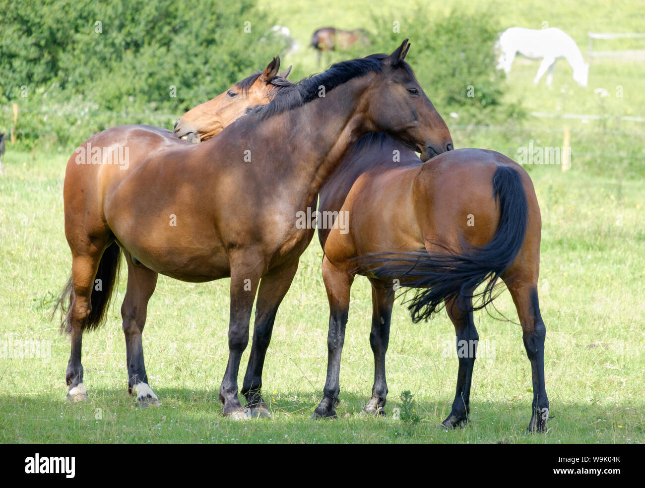 Two brown horses seem to show affection to each other, in a green field. More horses in background. Bury Farm, Edgware, Greater London, UK. Stock Photo