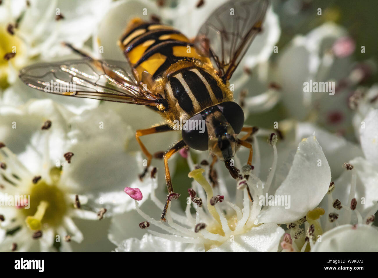 Diptera Life Cycle High Resolution Stock Photography and Images - Alamy