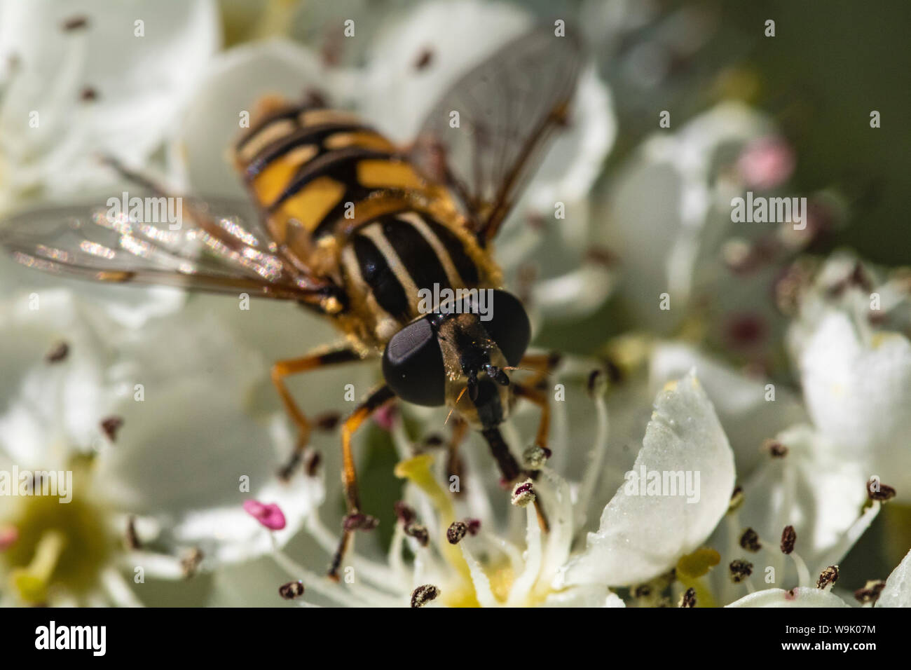 Diptera life cycle hi-res stock photography and images - Alamy