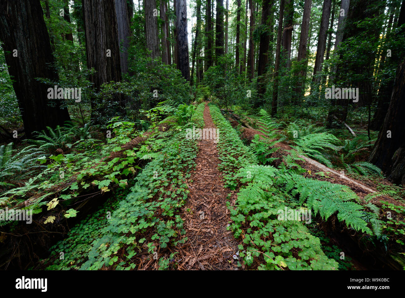 The Cheatham Grove of ancient redwood trees near Crescent City, California is where the speeder chase scenes from Return of the Jedi were filmed. One Stock Photo