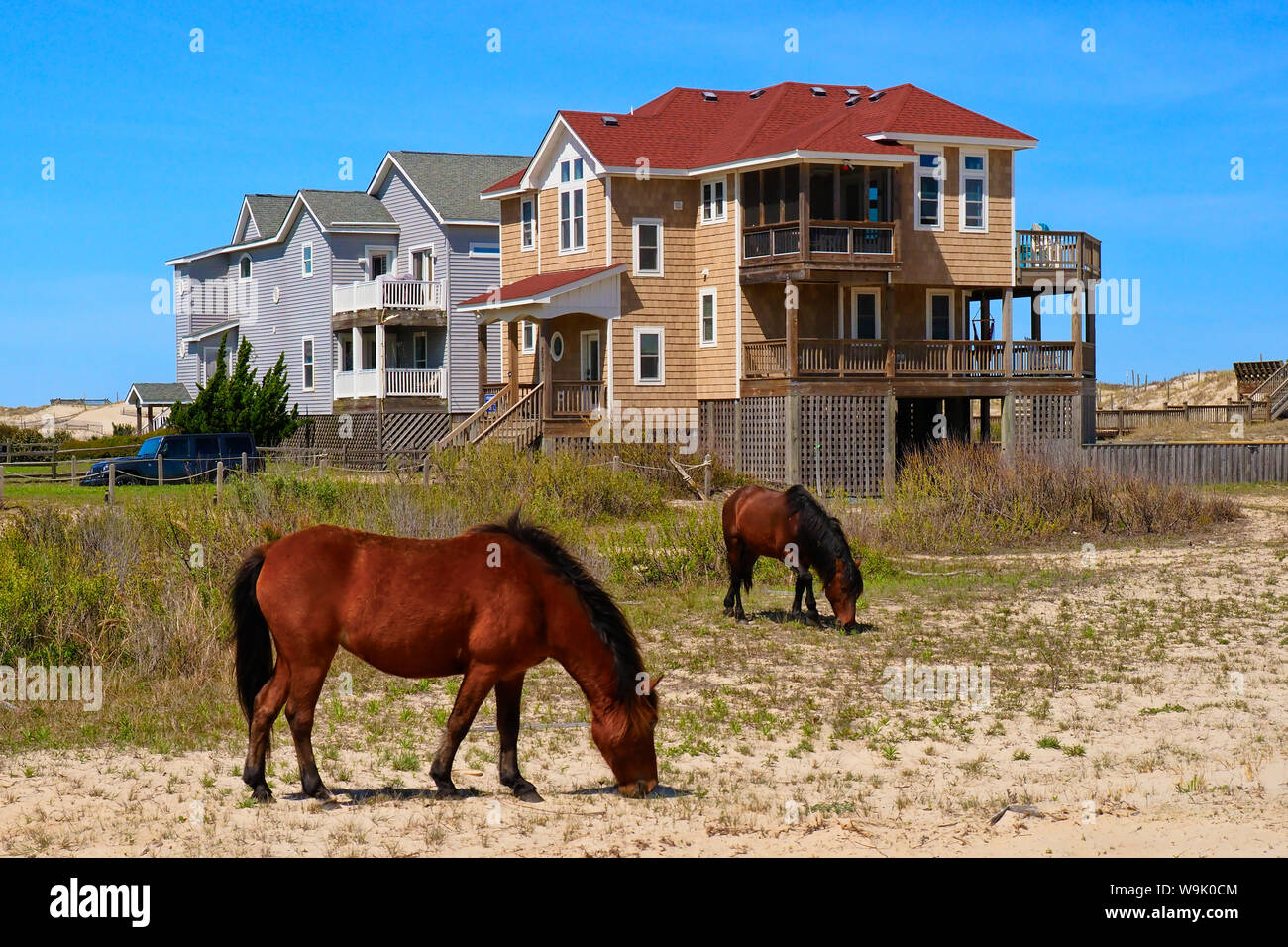 Wild Ponies, Corolla, North Carolina, USA Stock Photo - Alamy