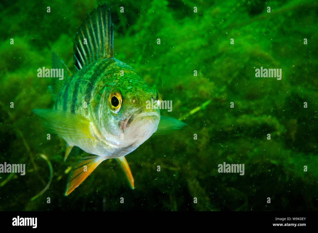 Yellow Perch underwater in the St-Lawrence River Stock Photo