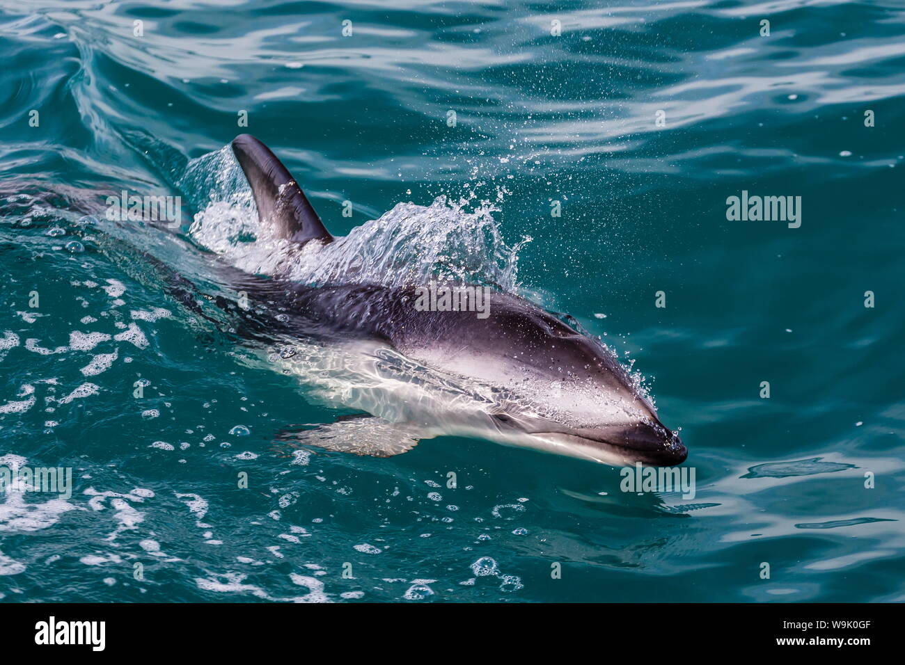 Dusky dolphin (Lagenorhynchus obscurus) surfacing off Kaikoura, South Island, New Zealand, Pacific Stock Photo