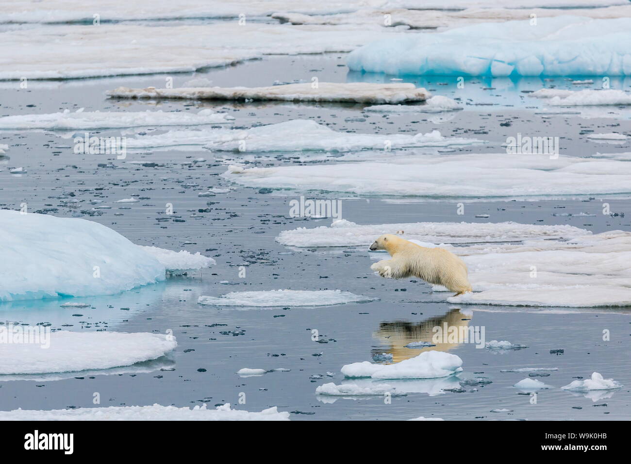 Mother polar bear (Ursus maritimus) leaping from ice floe to ice floe in Olgastretet off Barentsoya, Svalbard, Norway, Scandinavia, Europe Stock Photo