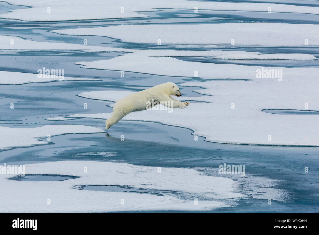 A mother polar bear (Ursus maritimus) leaping between floes in Lancaster Sound, Nunavut, Canada, North America Stock Photo