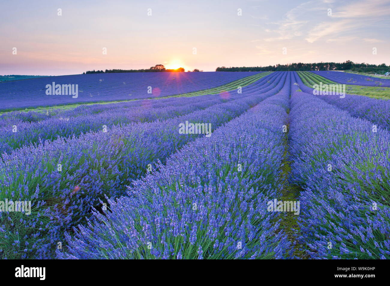 Lavender field at Snowshill Lavender, The Cotswolds, Gloucestershire, England, United Kingdom, Europe Stock Photo