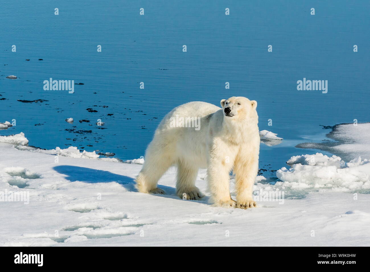 Young adult polar bear (Ursus maritimus) on ice in Hinlopen Strait, Svalbard, Norway, Scandinaiva, Europe Stock Photo