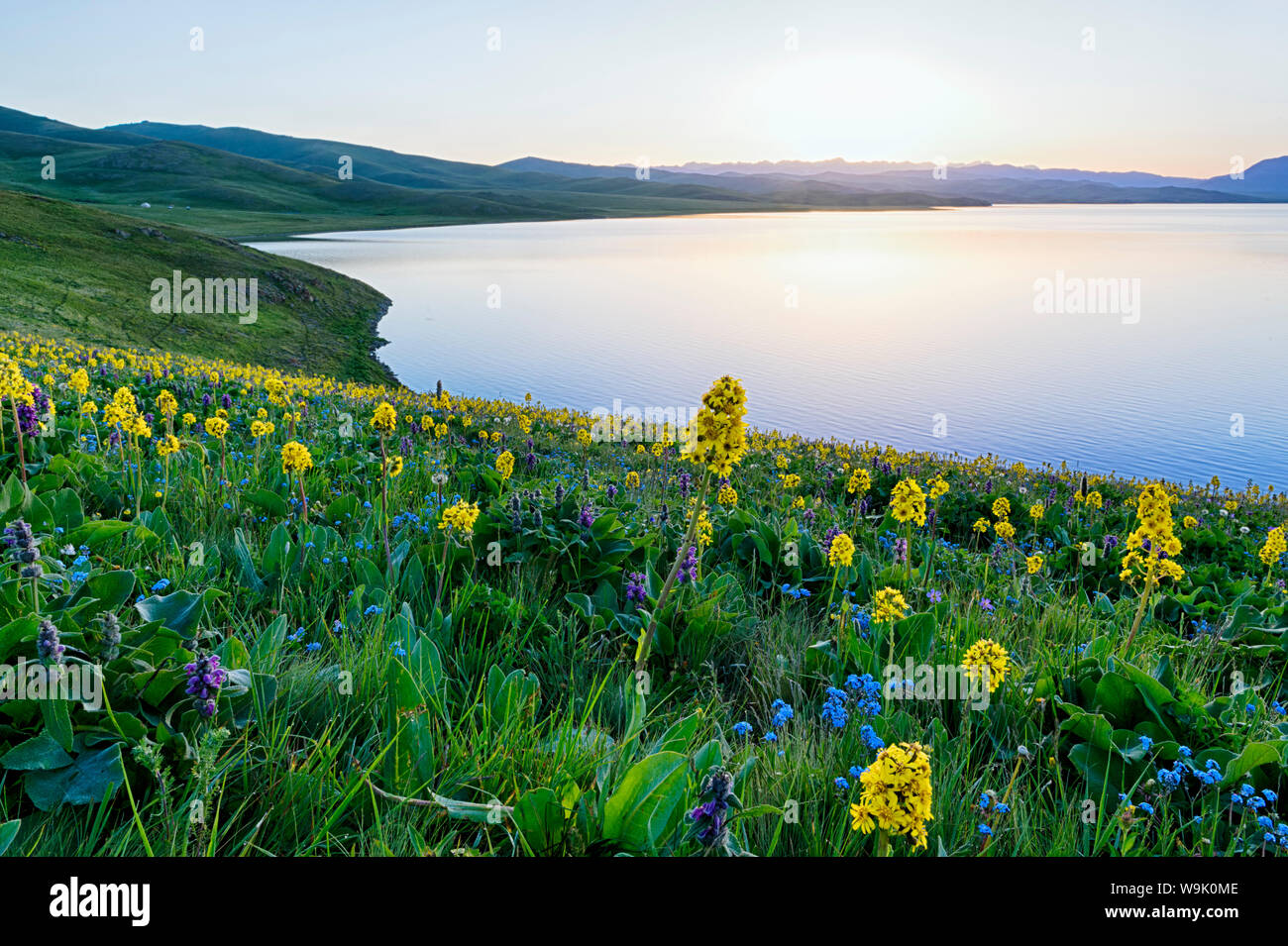 Wild flowers, Song Kol Lake, Naryn province, Kyrgyzstan, Central Asia