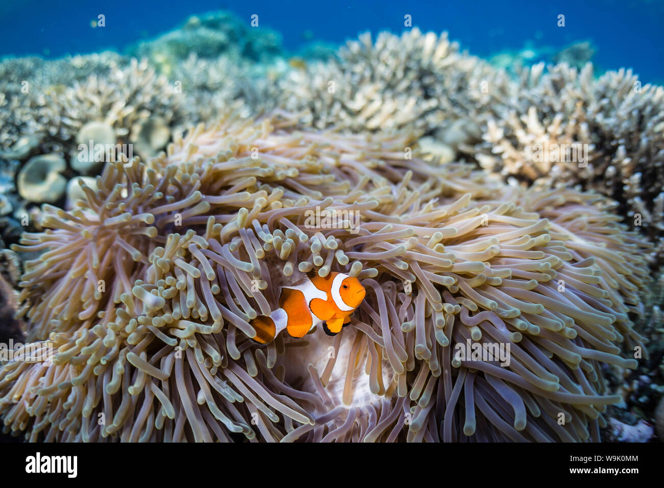 False clown anemonefish (Amphiprion ocellaris), Sebayur Island, Komodo Island National Park, Indonesia, Southeast Asia, Asia Stock Photo
