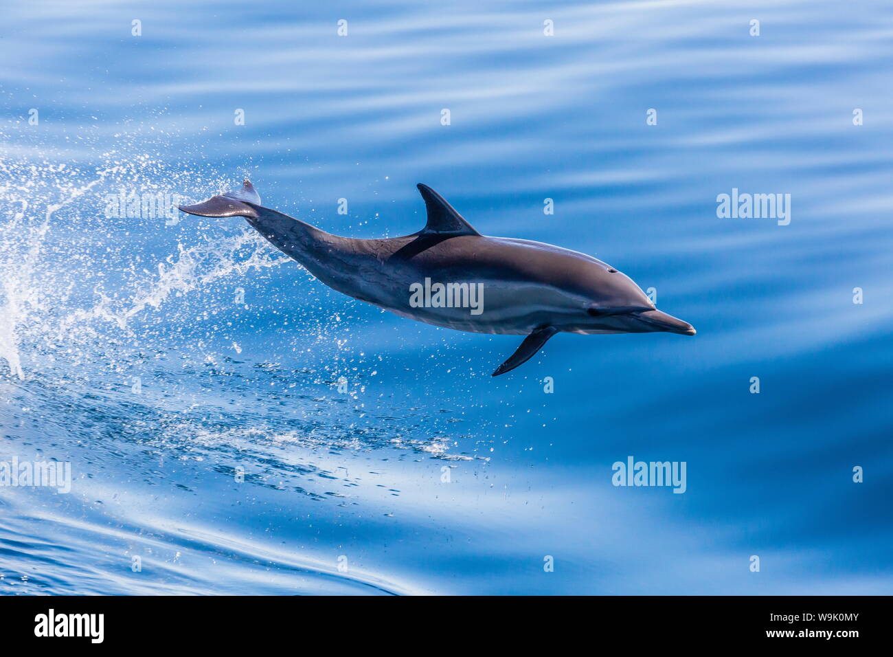 Long-beaked common dolphin (Delphinus capensis) leaping near Isla Santa Catalina, Baja California Sur, Mexico, North America Stock Photo