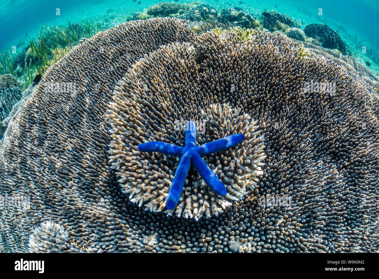 Hard and soft corals and sea star underwater on Sebayur Island, Komodo Island National Park, Indonesia, Southeast Asia, Asia Stock Photo