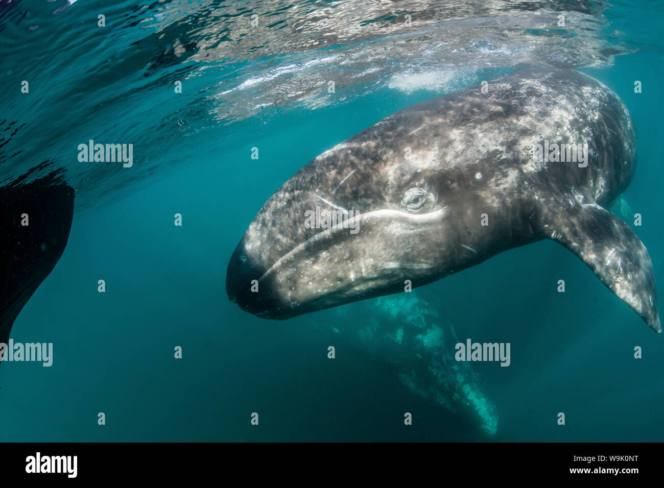California gray whale (Eschrichtius robustus) mother and calf underwater in San Ignacio Lagoon
