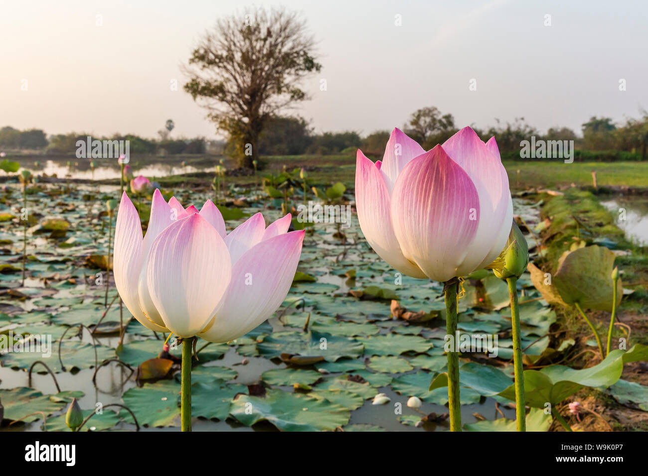 Lotus flower (Nelumbo nucifera), near the village of Kampong Tralach, Cambodia, Indochina, Southeast Asia, Asia Stock Photo