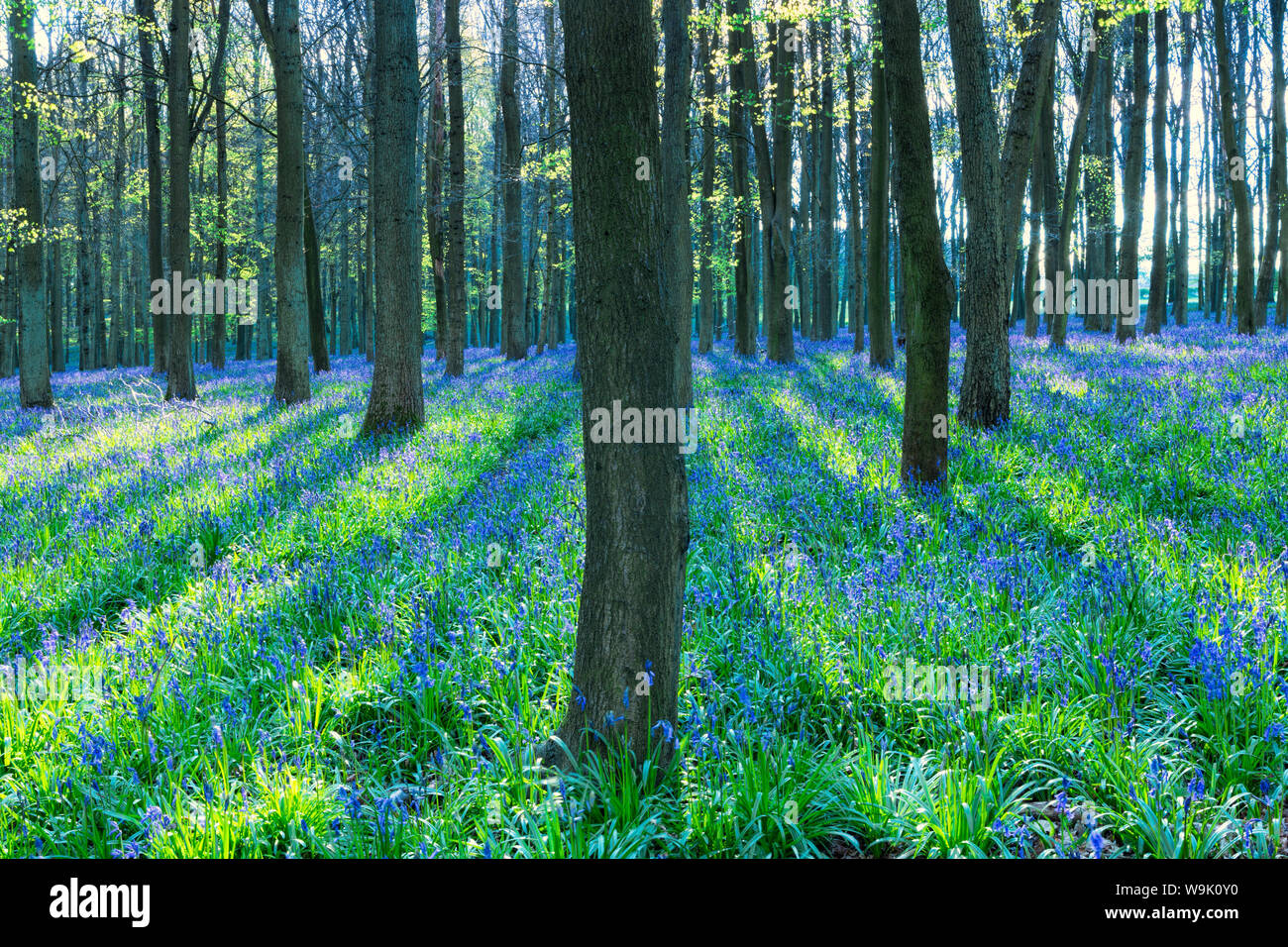 Ancient bluebell woodland in spring, Dockey Wood, Ashridge Estate, Berkhamsted, Hertfordshire, England, United Kingdom, Europe Stock Photo