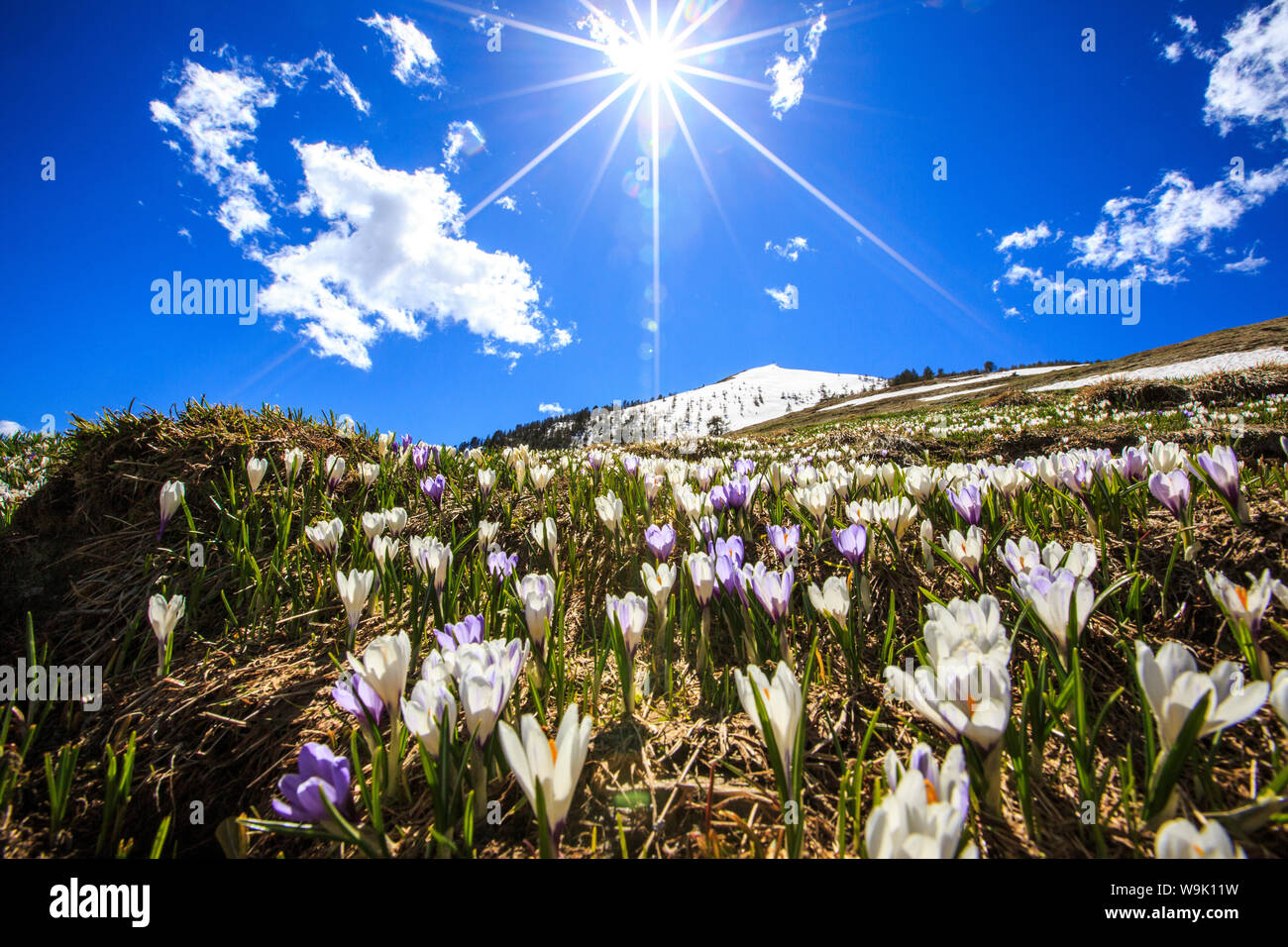 The sun illuminating the crocus blooming by the Cima della Rosetta with its peak still covered in snow, Lombardy, Italy, Europe Stock Photo