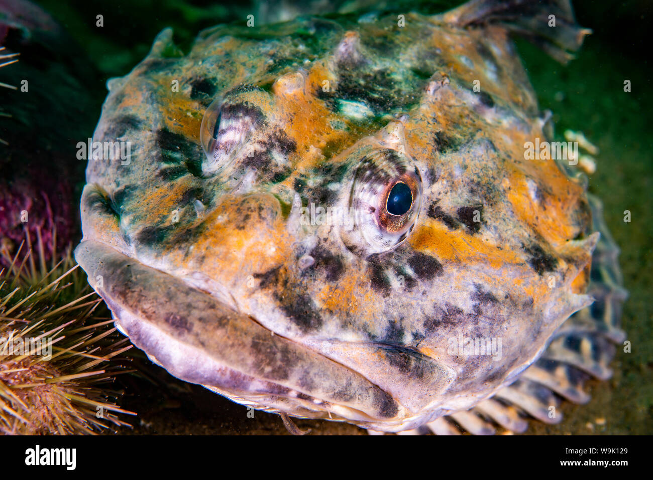 Shorthorn Sculpin underwater in the St. Lawrence River in Canada Stock Photo