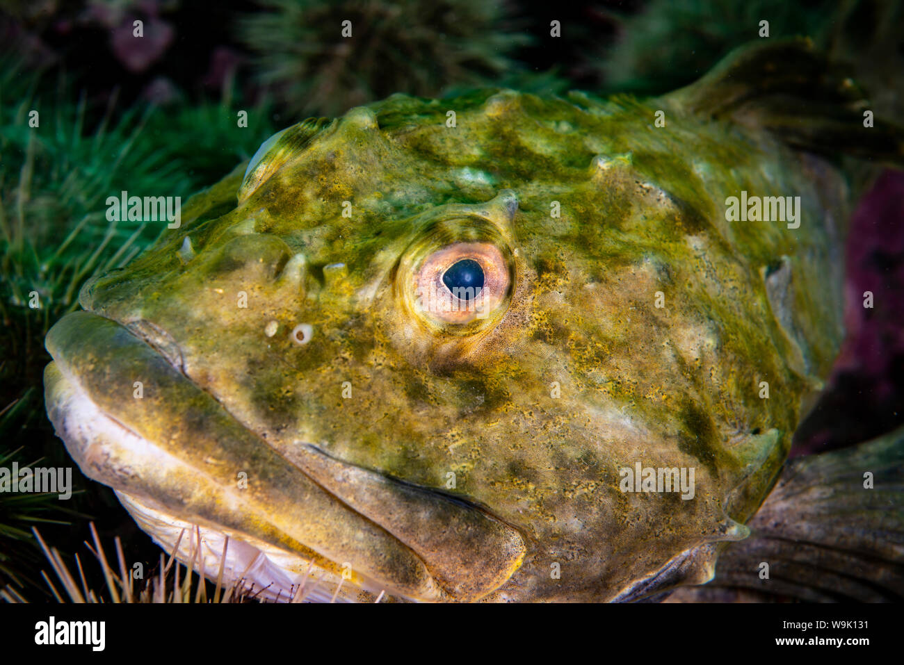 Shorthorn Sculpin underwater in the St. Lawrence River in Canada Stock ...