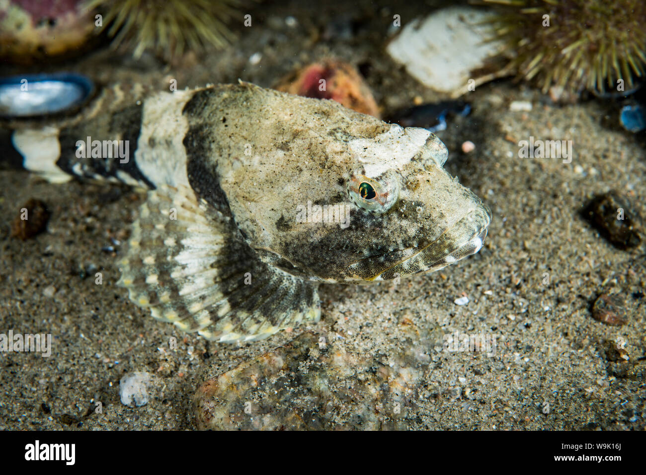 Shorthorn Sculpin underwater in the St. Lawrence River in Canada Stock Photo