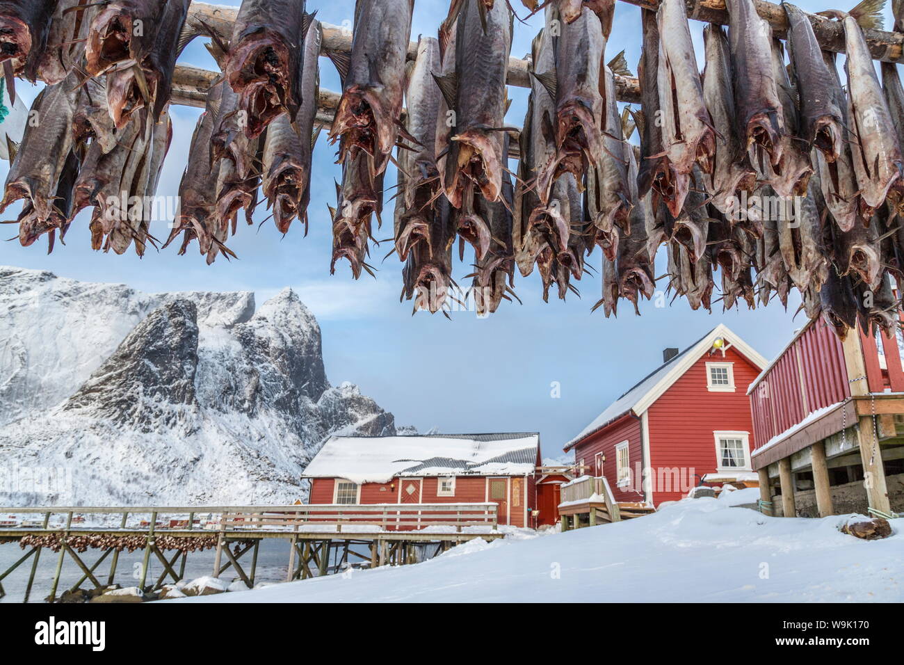 Codfish, typical product of the Lofoten Islands exported all over the ...