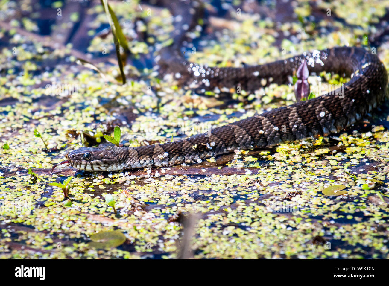 Northern water snake hunting for food Stock Photo