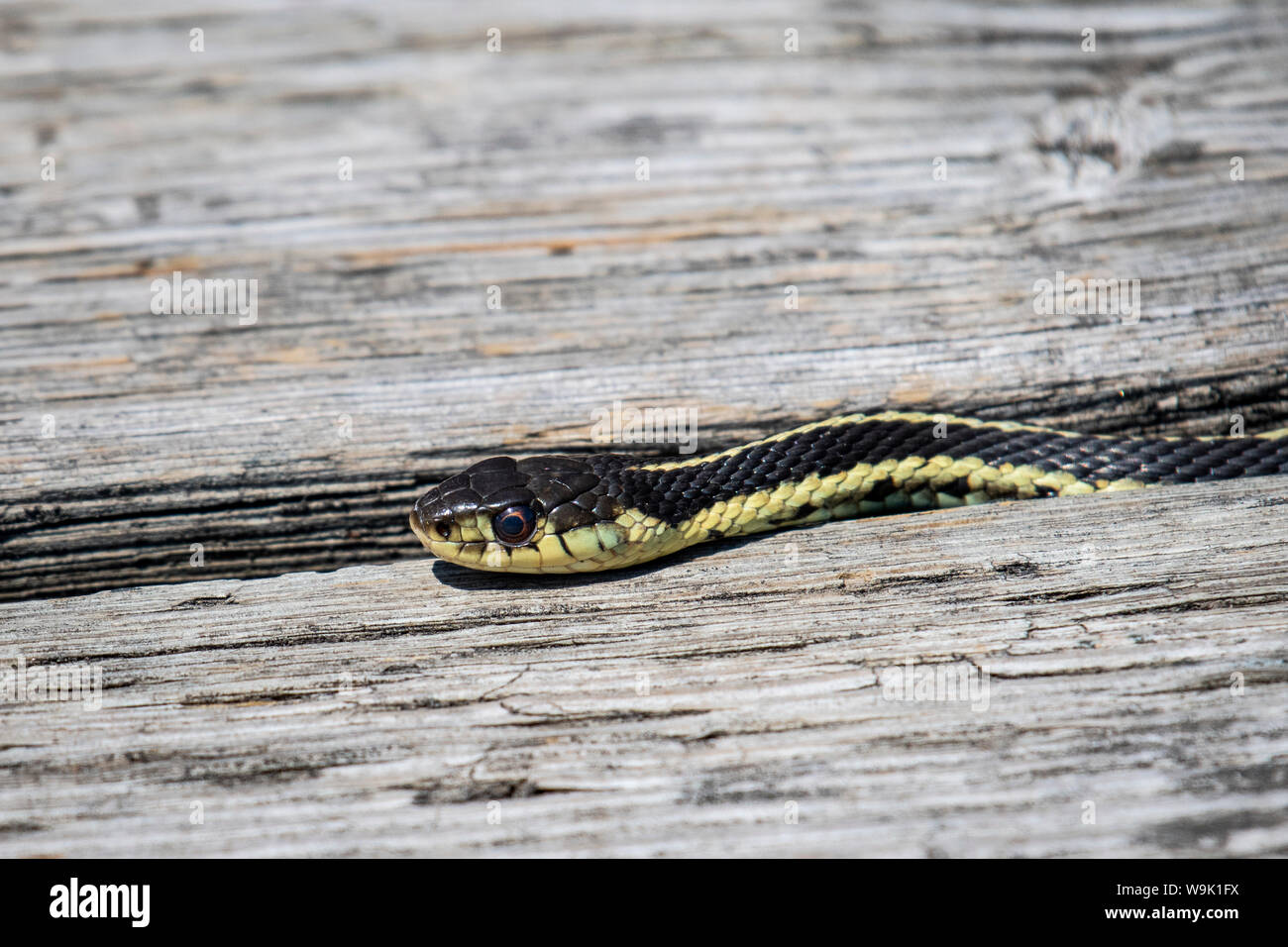 Common garter snake hires stock photography and images Alamy