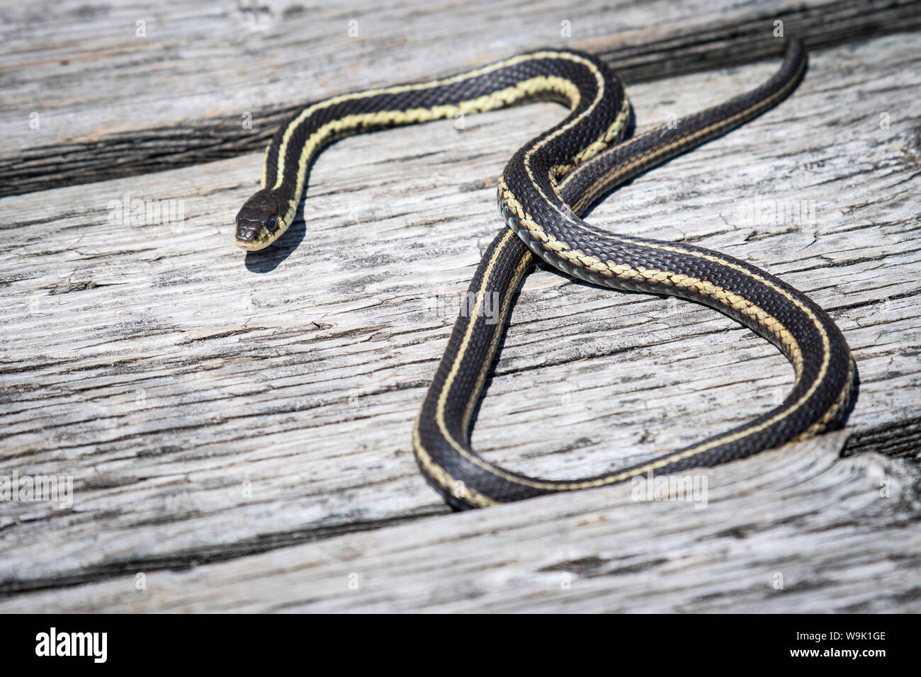 Common garter snake hunting for food Stock Photo Alamy