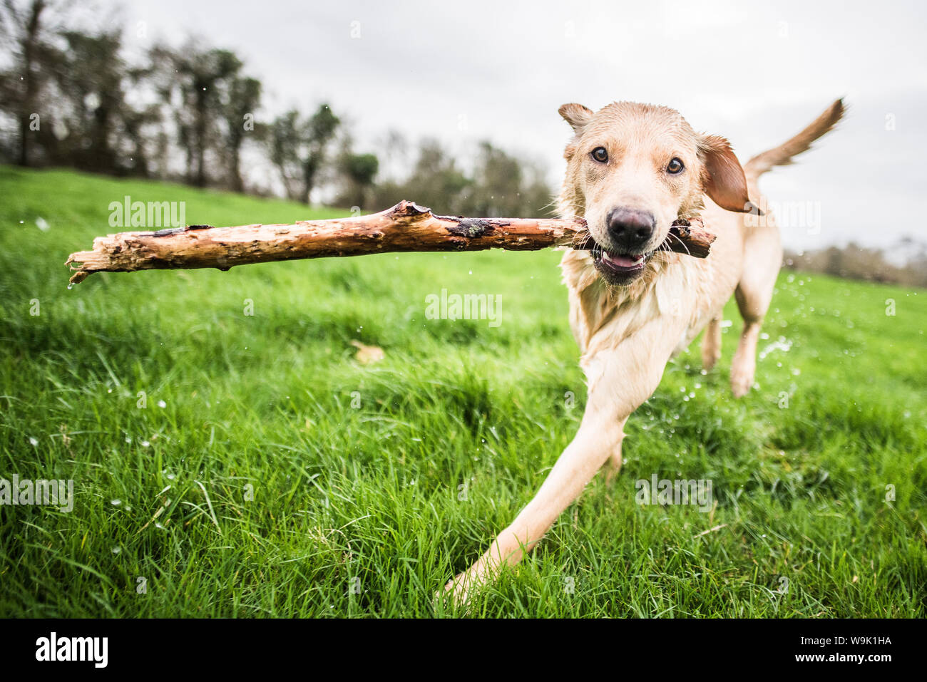 golden Labrador carrying stick, United Kingdom, Europe Stock Photo Alamy