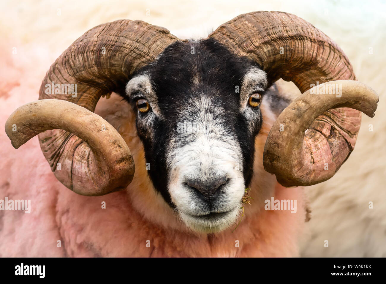 Isle of Mull sheep, Scotland, United Kingdom, Europe Stock Photo