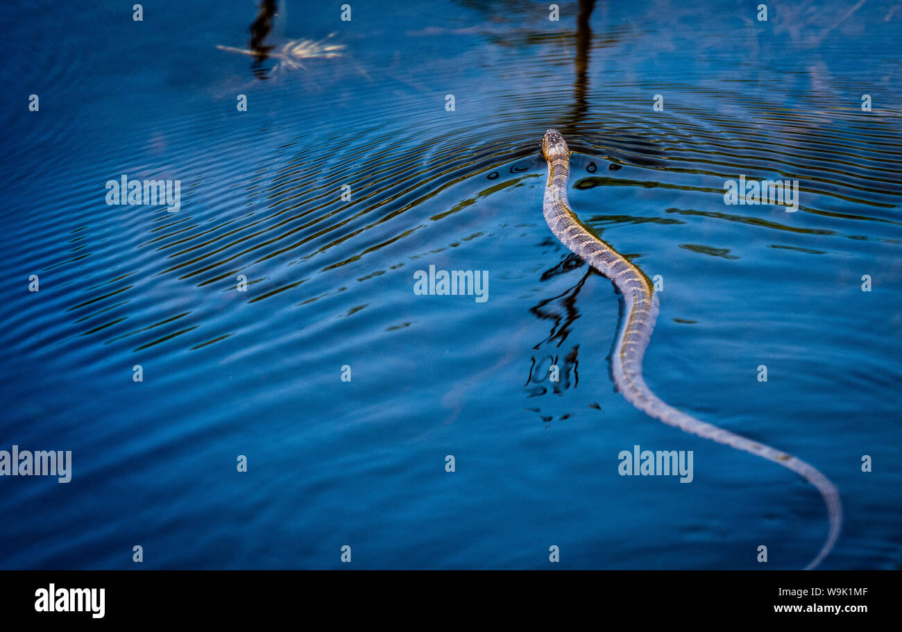 Northern water snake hunting for food Stock Photo