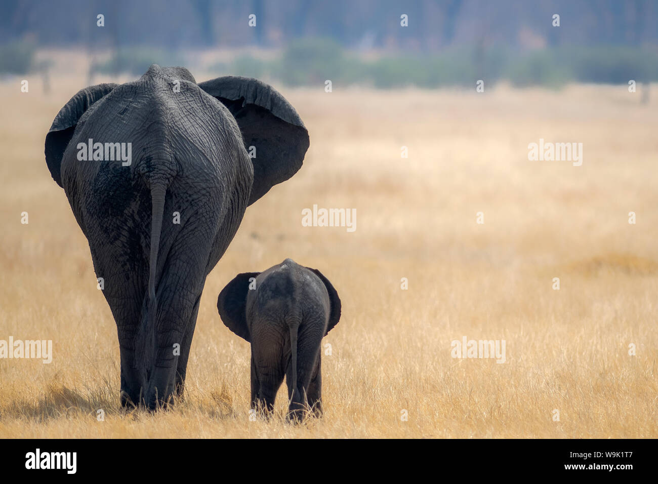 Little and Large, elephant calf and mother, Hwange National Park, Zimbabwe, Africa Stock Photo