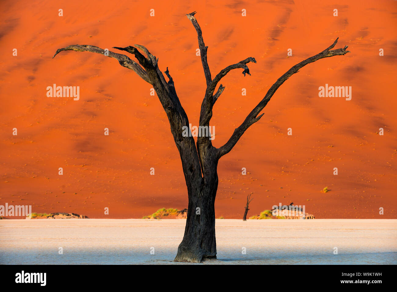 Dead acacia tree silhouetted against sand dunes at Deadvlei, Namib-Naukluft Park, Namibia, Africa Stock Photo