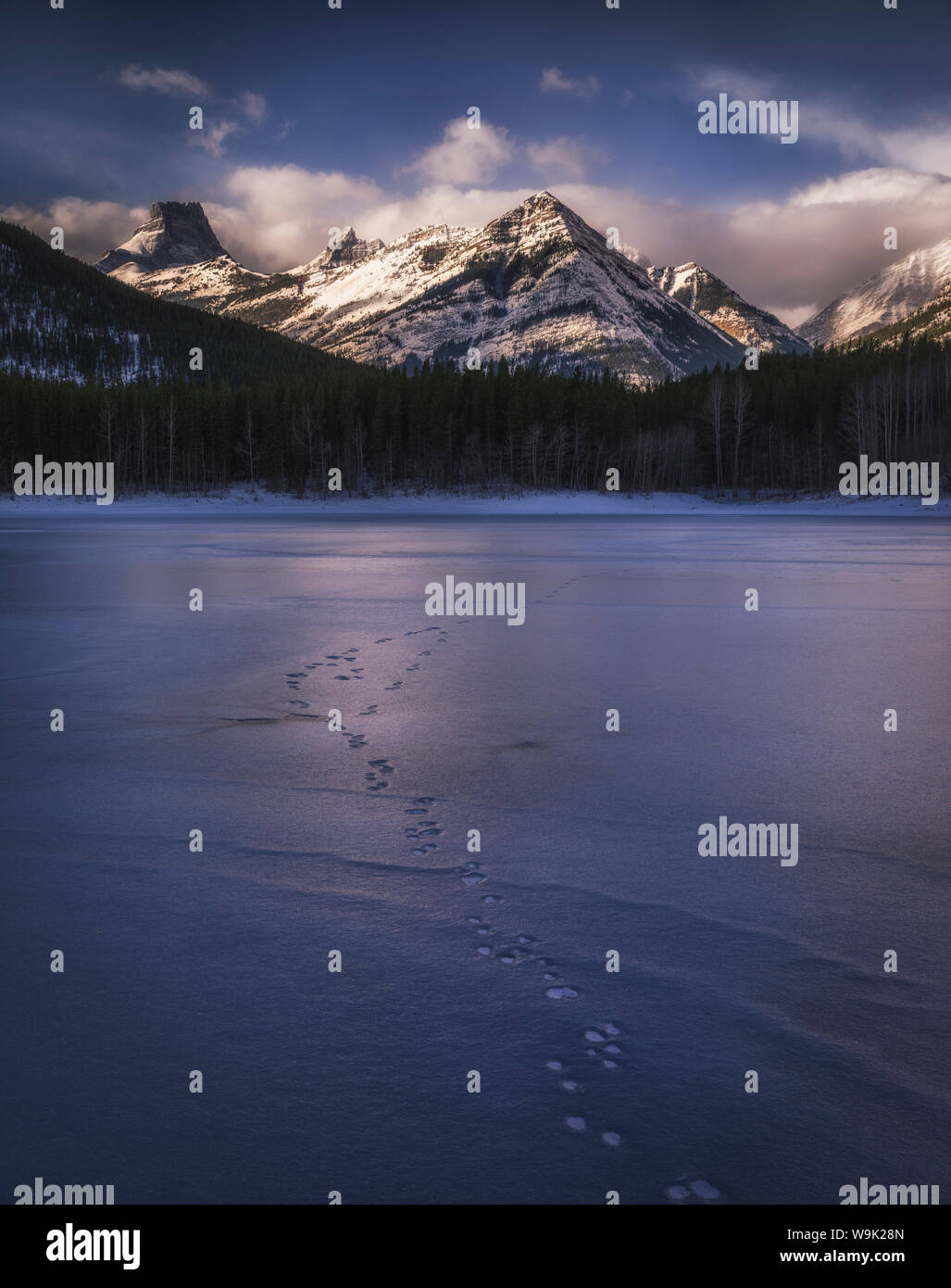 Winter landscape of the Canadian Rockies at Wedge Pond, tracks of wildlife on frozen lake, Kananaskis, Alberta, Canada, North America Stock Photo