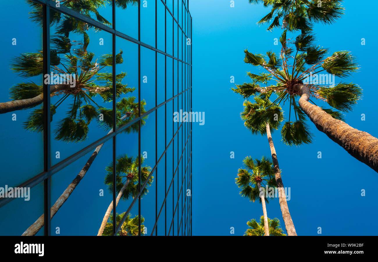 Palm trees and glass building, worm's-eye view, Hollywood, Los Angeles, California, United States of America, North America Stock Photo