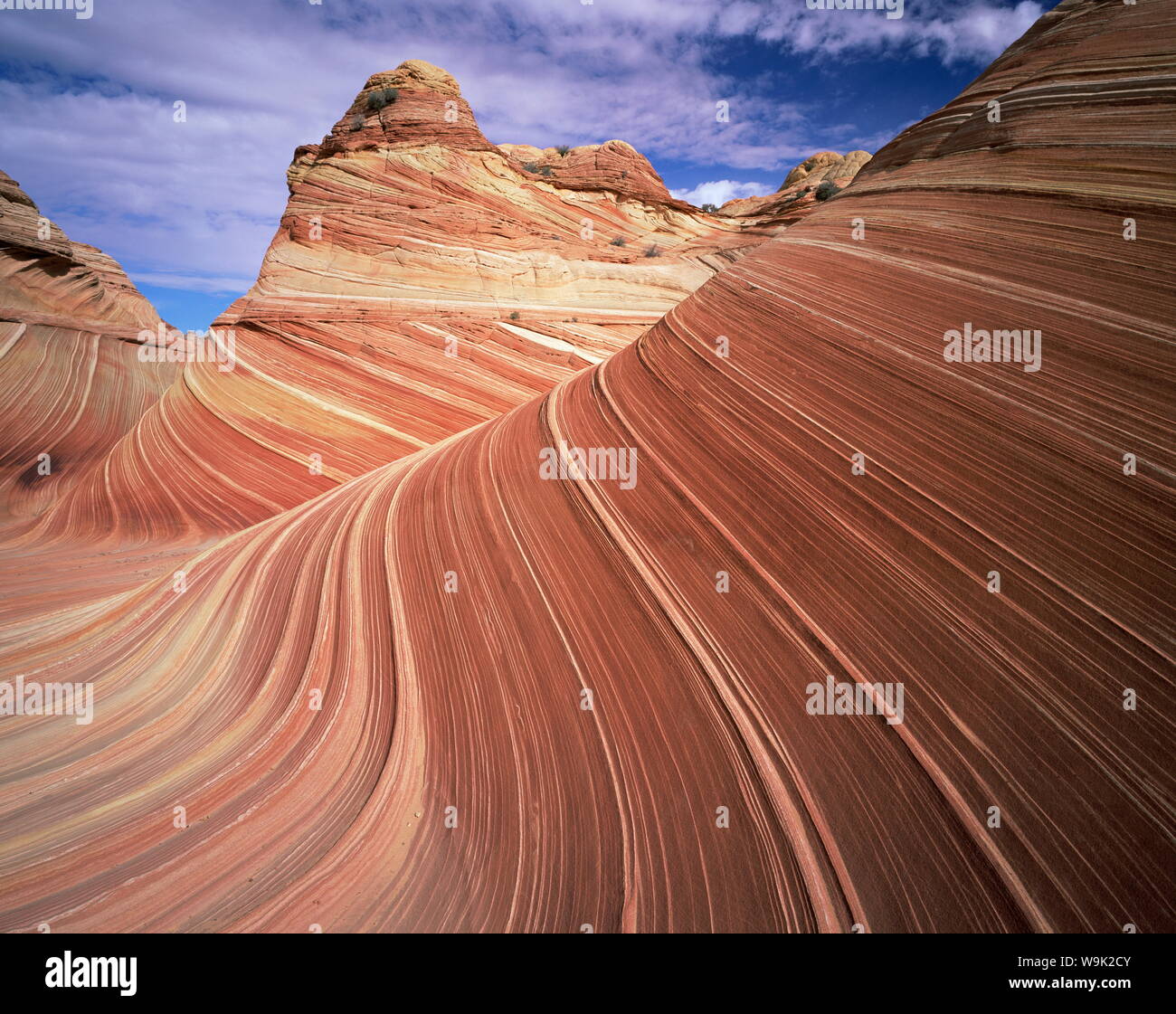 Sandstone wave, Paria Canyon, Vermillion Cliffs Wilderness, Arizona, United States of America (U.S.A.), North America Stock Photo
