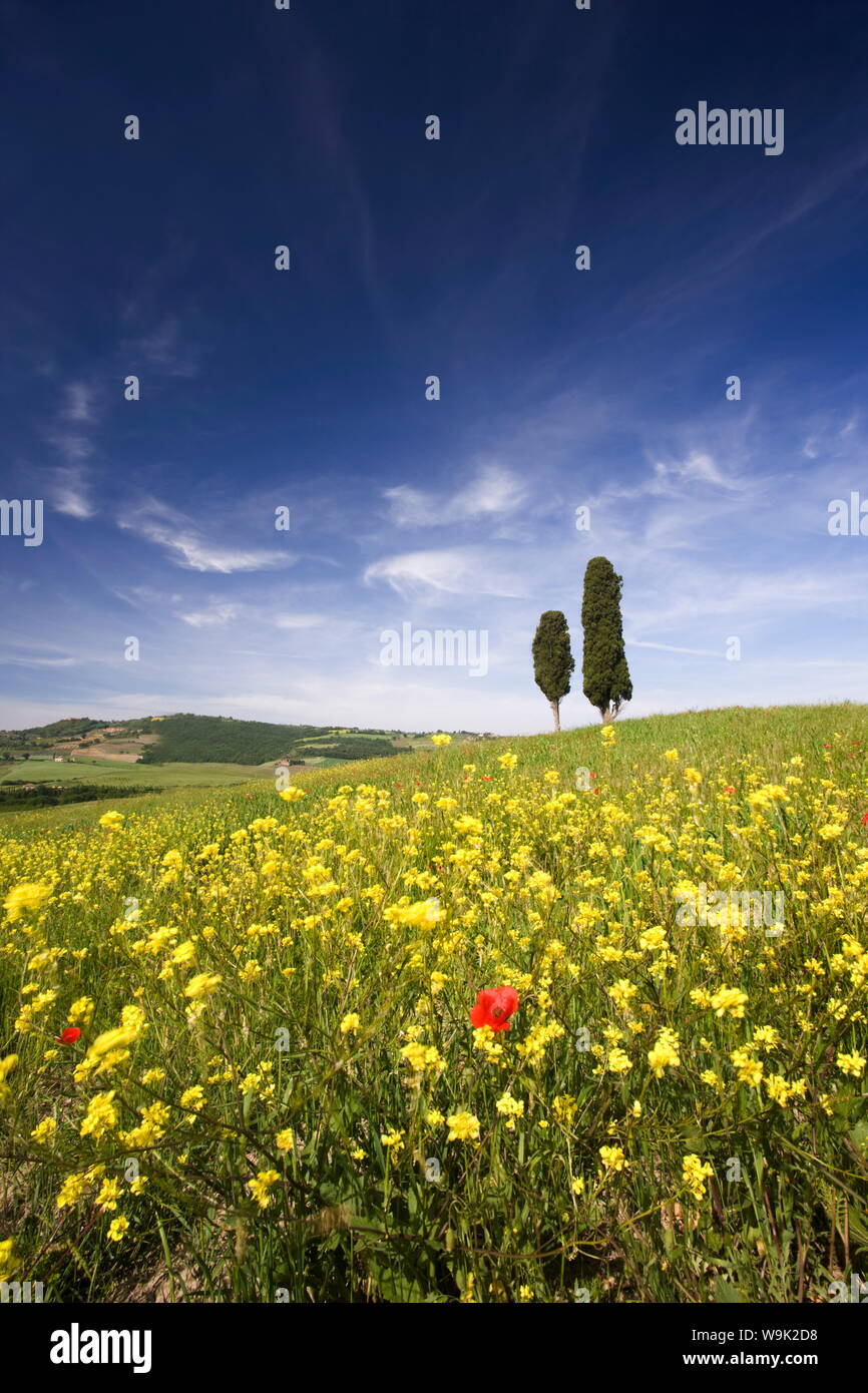 Field of poppies and oil seed with two cypress trees on brow of hill, near Pienza, Tuscany, Italy, Europe Stock Photo