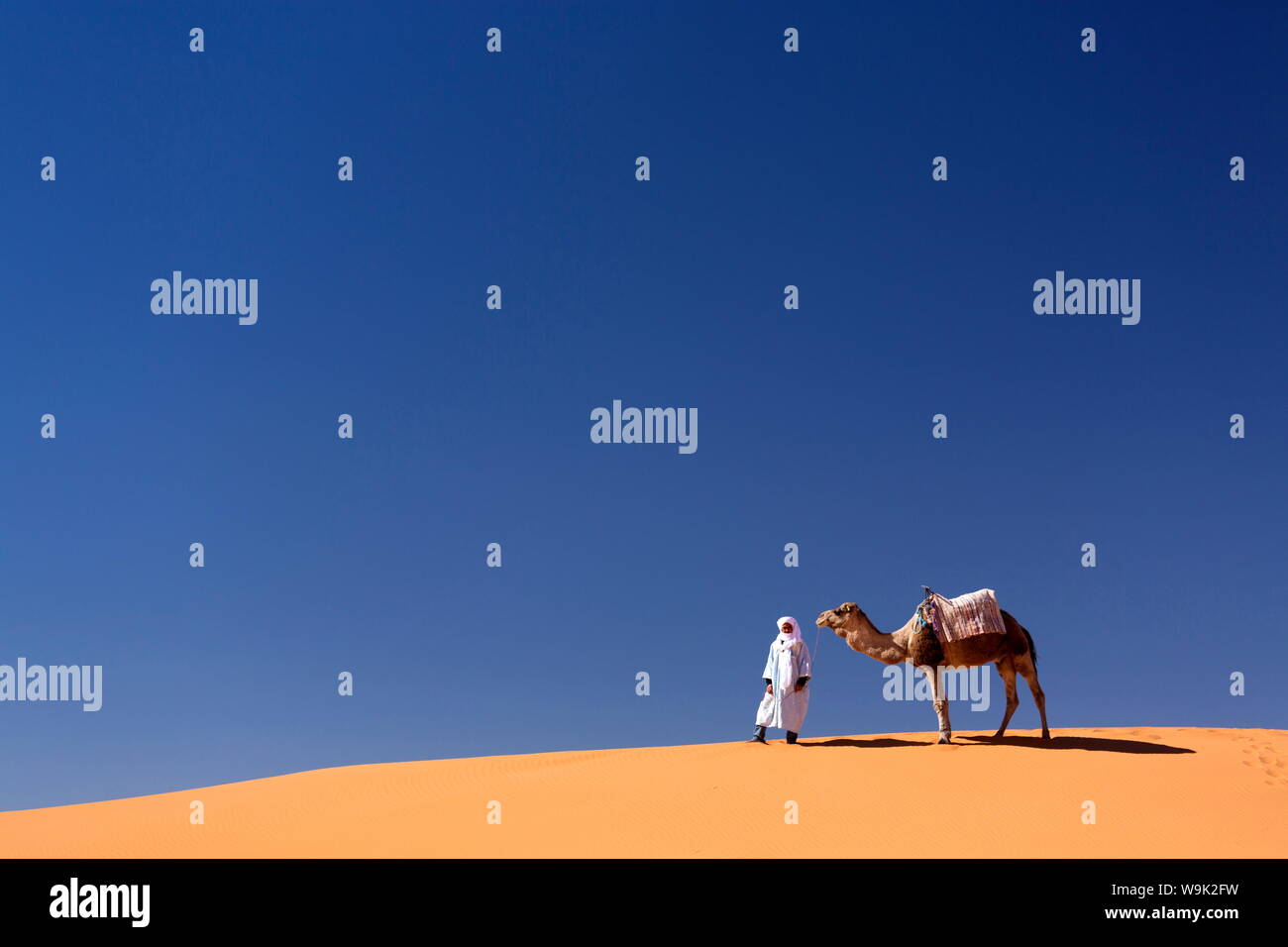 Berber man with camel on the ridge of an orange sand dune in the Erg Chebbi sand sea, Sahara Desert near Merzouga, Morocco, North Africa, Africa Stock Photo