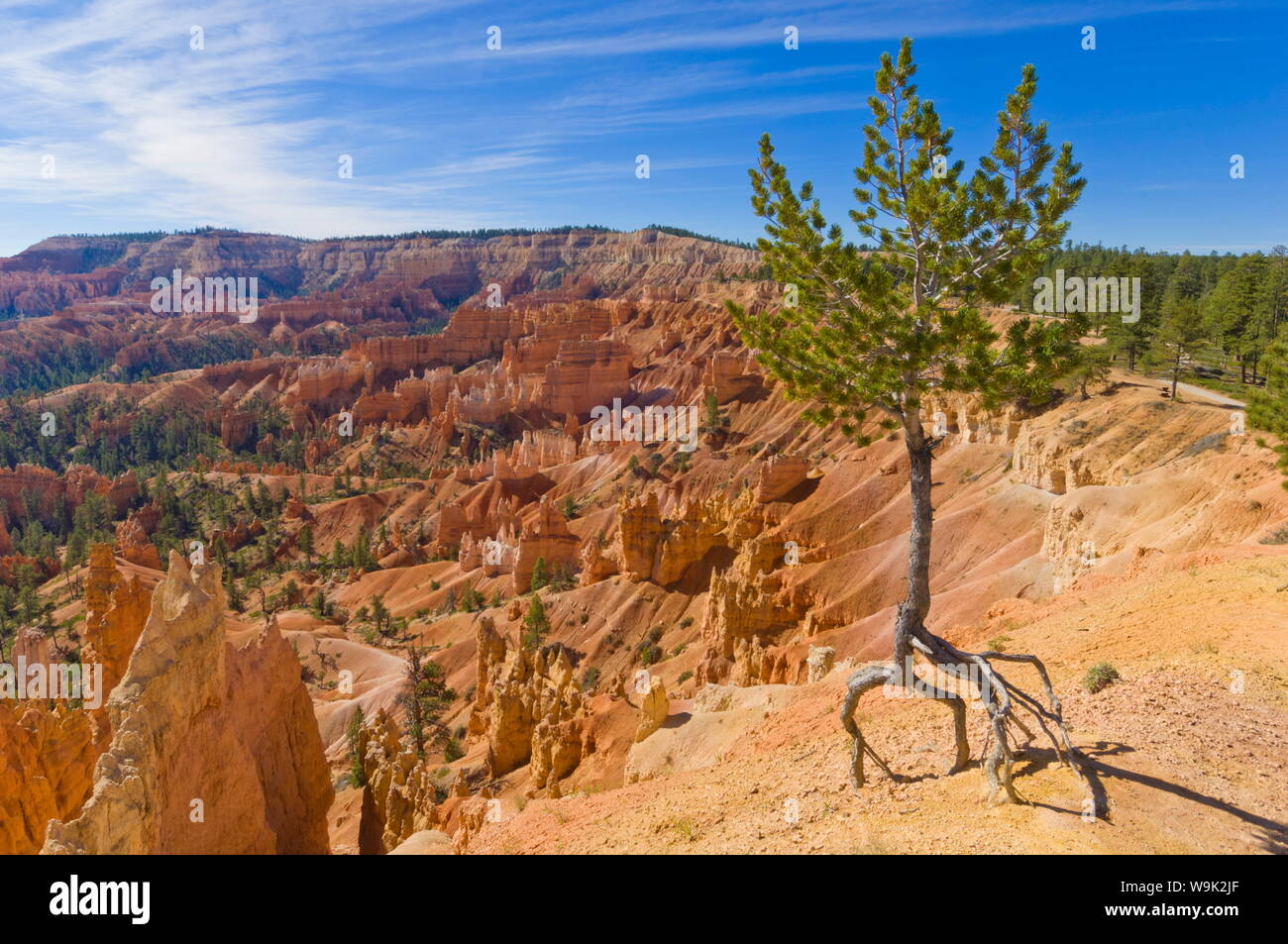 Shallow rooted pine (Limber pine) (Pinus flexilis), at the edge of Bryce Amphitheater, Sunrise Point, Bryce Canyon National Park, Utah, USA Stock Photo