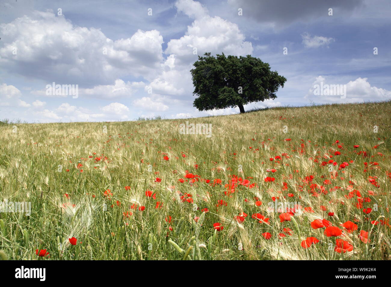 Spring poppies and lone tree, Andalucia, Spain, Europe Stock Photo