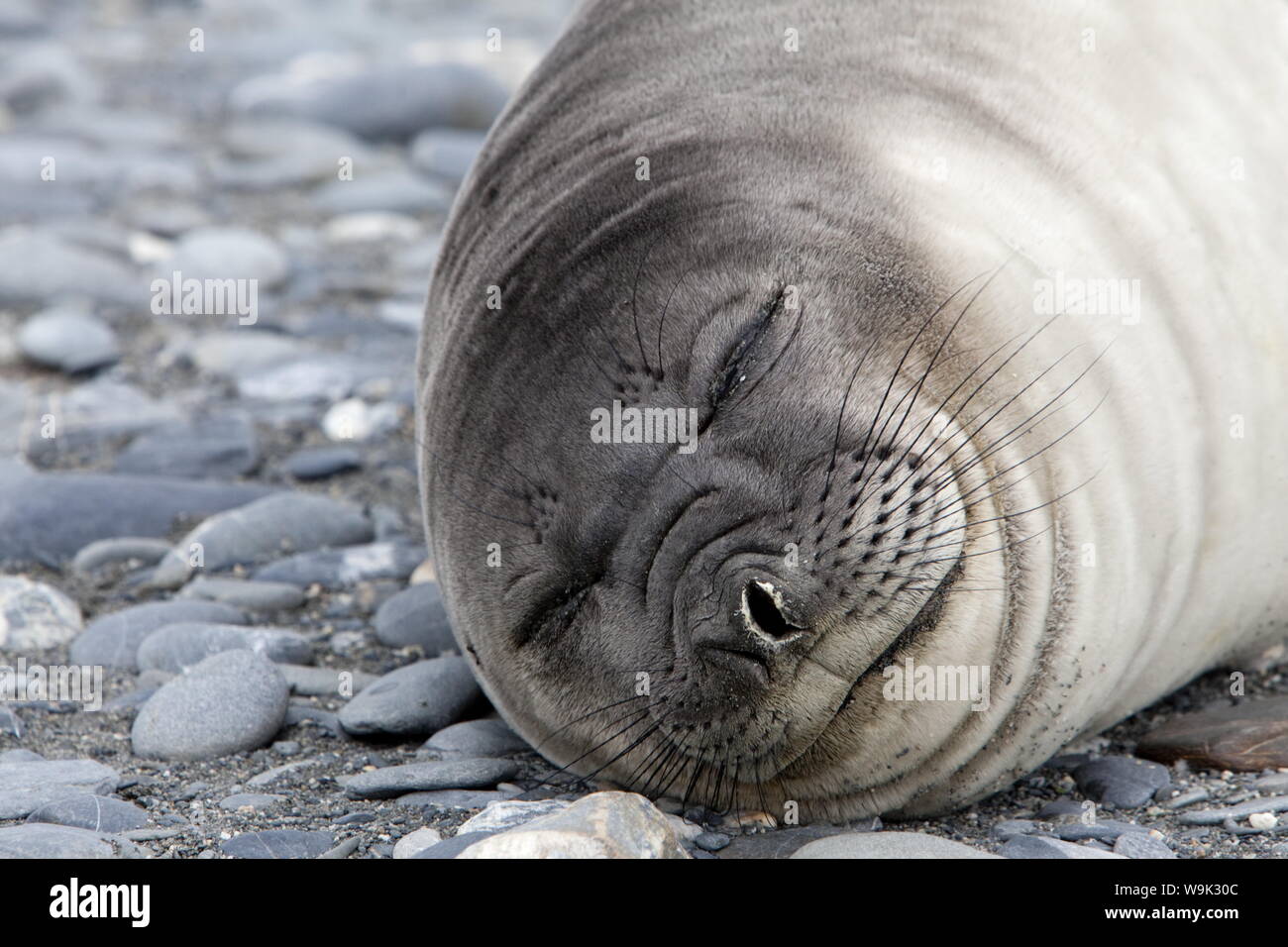 Weddell seal (Leptonychotes weddellii), Salisbury Plain, South Georgia, Antarctic, Polar Regions Stock Photo