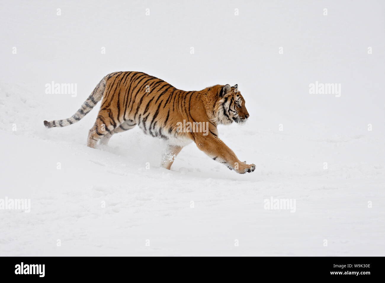 Siberian Tiger (Panthera tigris altaica) running through the snow, in captivity, near Bozeman, Montana, United States of America, North America Stock Photo