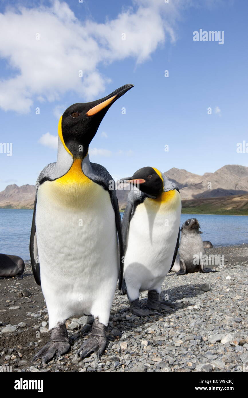 King penguins (Aptenodytes patagonicus), Husvik Island, Antarctic, Polar Regions Stock Photo