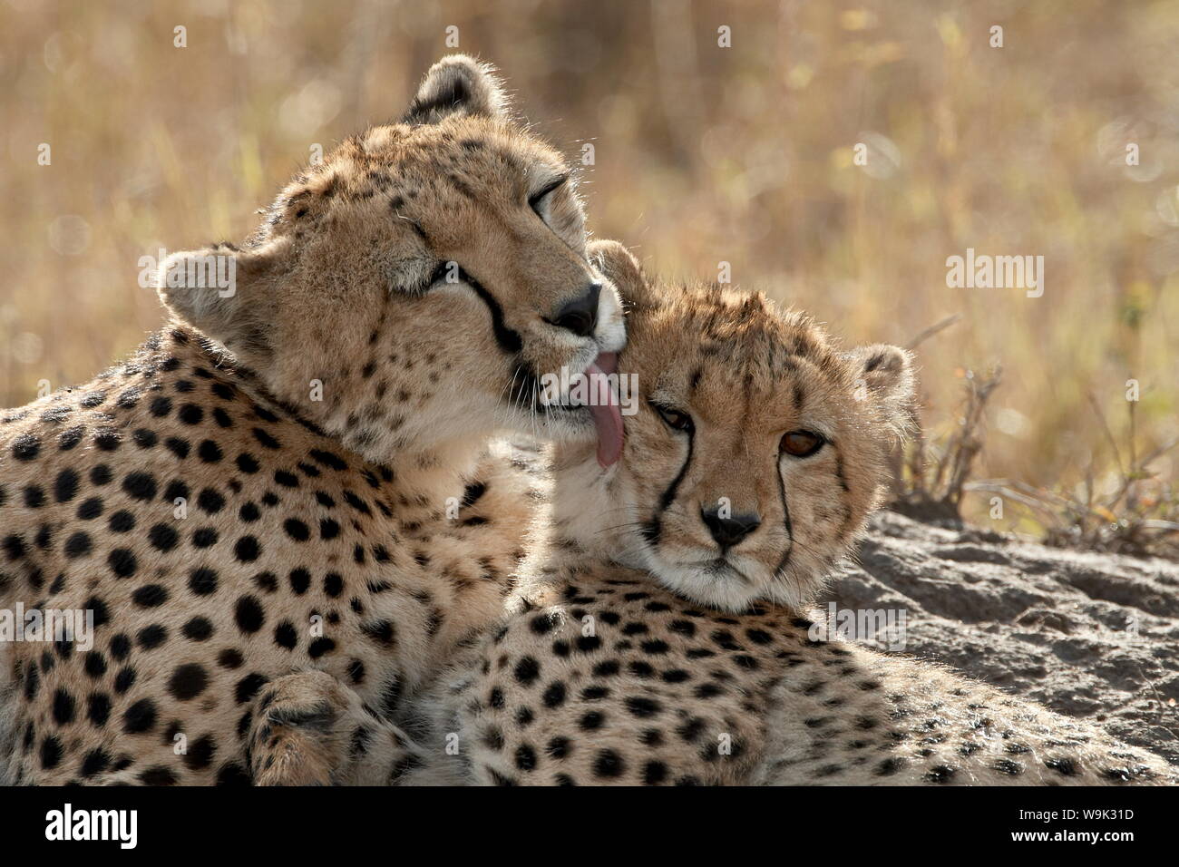 Cheetah (Acinonyx jubatus) mother and cub, Masai Mara National Reserve, Kenya, East Africa, Africa Stock Photo
