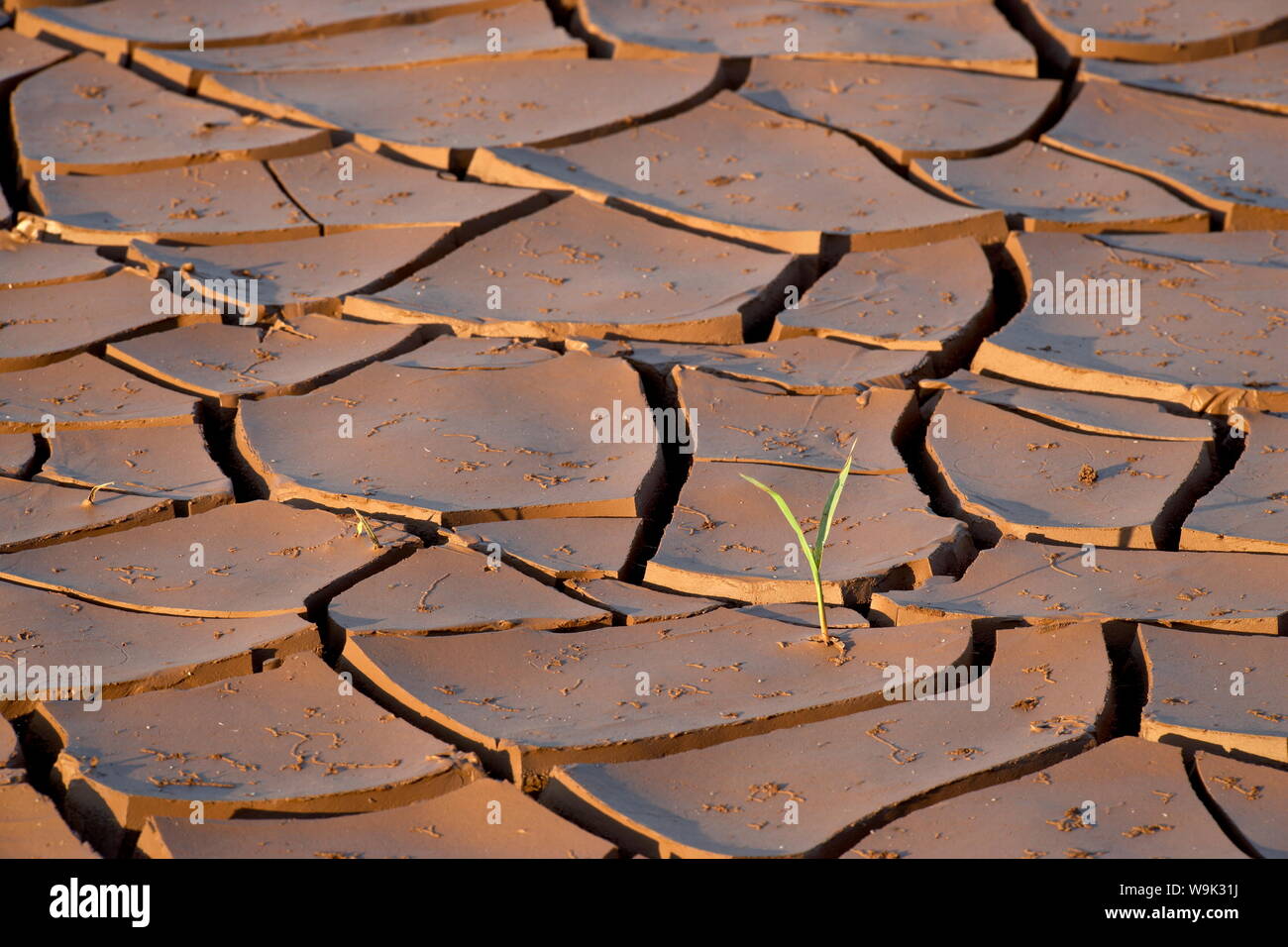 Mud cracks with sprouting plant, Kruger National Park, South Africa, Africa Stock Photo