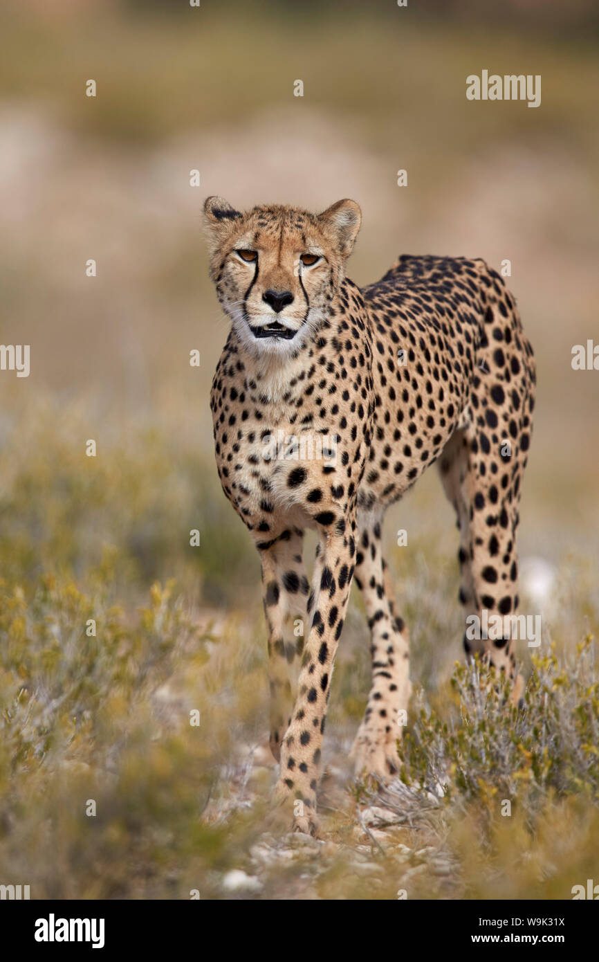 Cheetah (Acinonyx jubatus), Kgalagadi Transfrontier Park, encompassing the former Kalahari Gemsbok National Park, South Africa, Africa Stock Photo