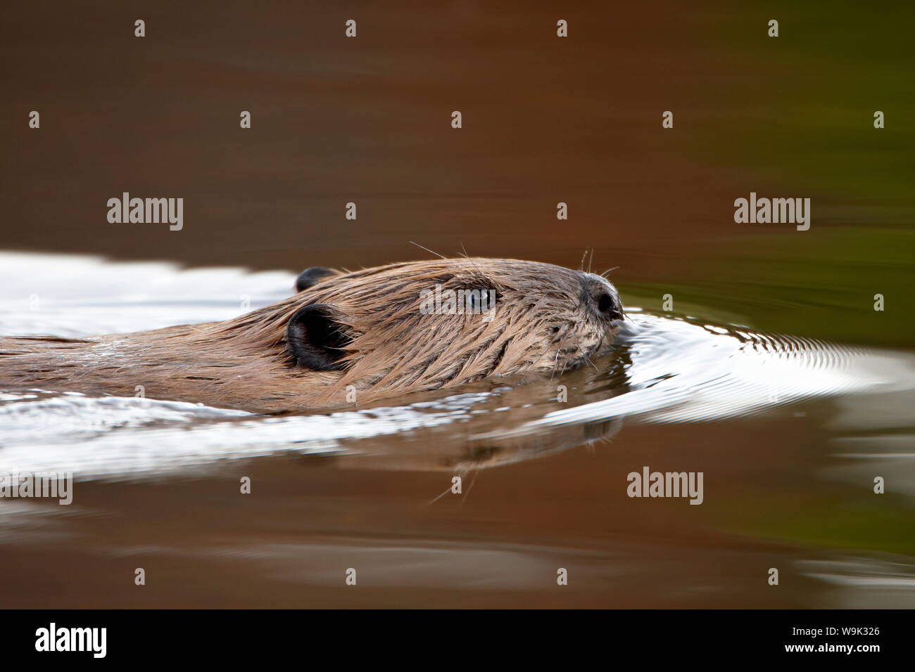Beaver (Castor canadensis) swimming, Colorado State Forest State Park, Colorado, United States of America, North America Stock Photo