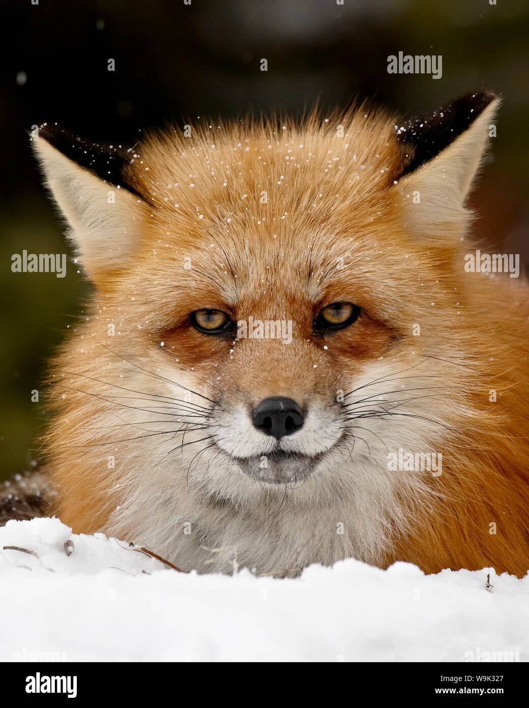 Captive red fox (Vulpes vulpes) in the snow, near Bozeman, Montana, United States of America, North America Stock Photo