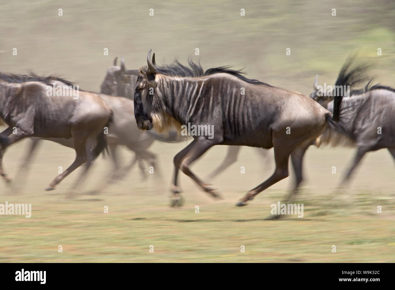 Blue wildebeest (brindled gnu) (Connochaetes taurinus) herd running, Ngorongoro Conservation Area, Tanzania, East Africa, Africa Stock Photo